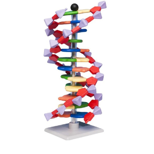 Adn Doble Hélice, 12 Capas
