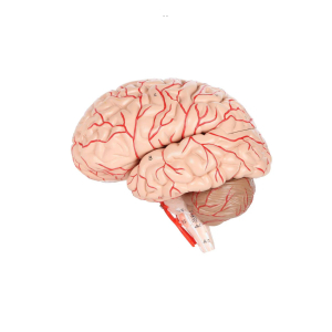 Modelo De Cerebro 9 Partes Profesional