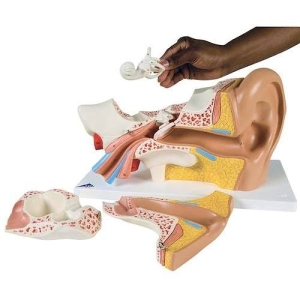 Modelo Oí­do 6 Partes