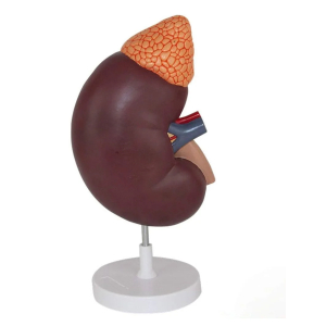 Riñon Con Glándulas Suprarrenales, Tamaño Real