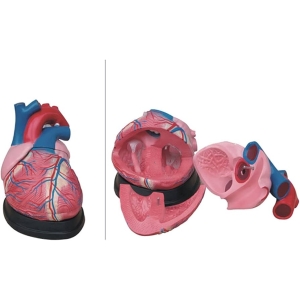 Modelo Corazón De 3 Partes