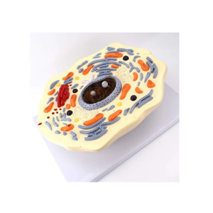 Modelo De Célula Animal