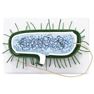 Modelo De Bacteria Procarionte