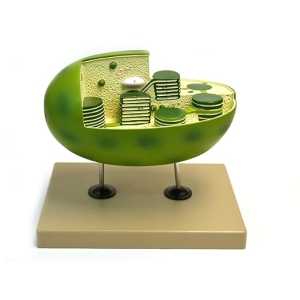 Modelo De Cloroplasto