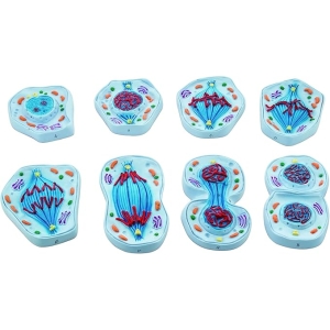 Modelo De Células En Mitosis, Set De 8 Piezas