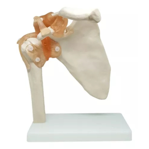 Modelo De Articulación De Hombro, Tamaño Real
