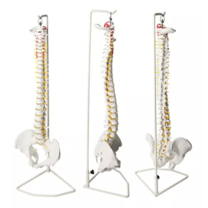 Modelo Columna Vertebral Con Soporte