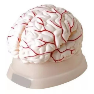 Modelo De Cerebro Con Arterias 8 Partes
