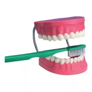 Dentadura Gigante Con Cepillo De Dientes