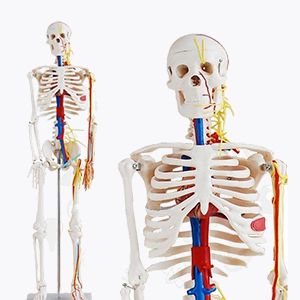 Esqueleto Con Vasos Sanguí­Neos, 85 Cm Con Soporte