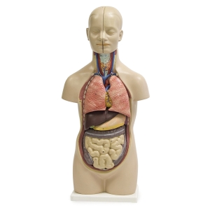 Modelo De Torso 23 Partes, 45 Cm