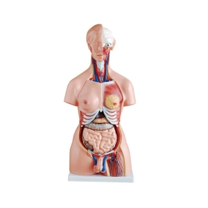 Modelo De Torso 23 Partes, 85 Cm