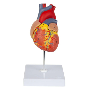 Modelo De Corazon Tamaño Real