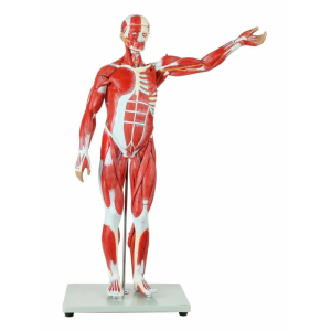 Musculos Humanos 80Cm Desarmable En 27 Piezas