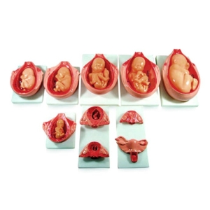 Modelo De Desarrollo Embrionario. 8 Piezas