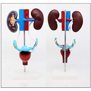 Aparato Urogenital Femenino