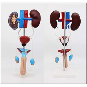 Aparato Urogenital Masculino