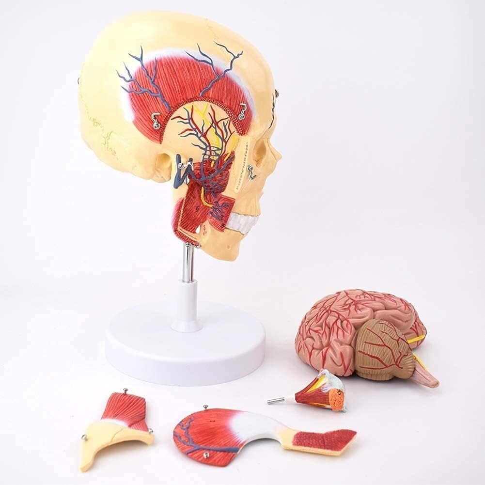 Modelo de Cabeza con músculos masticatorios y cerebro corte sagital - Imagen 2