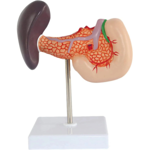 Modelo de Páncreas, Duodeno y Bazo