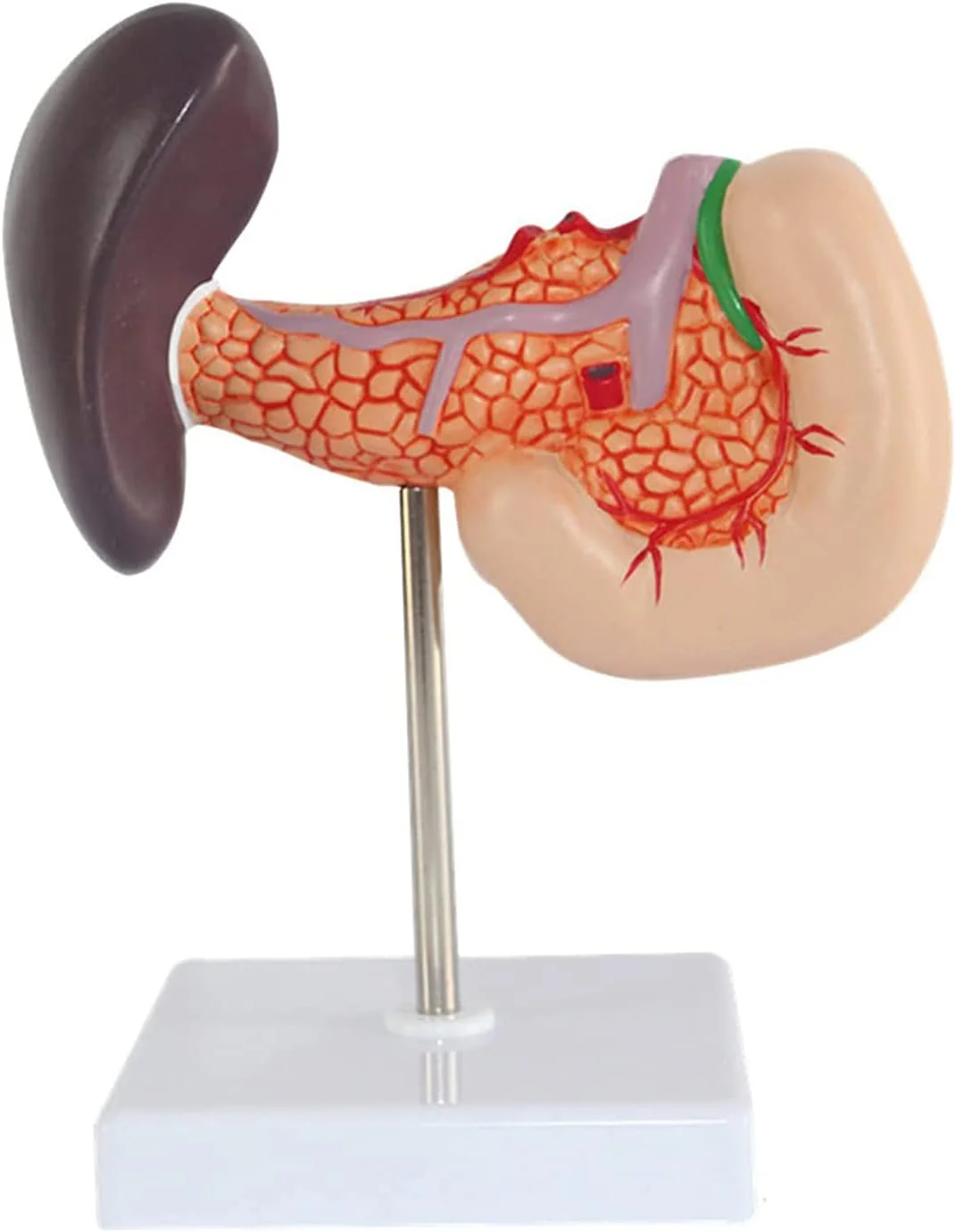 Modelo de Páncreas, Duodeno y Bazo