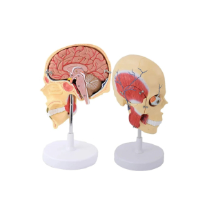 Modelo de Cabeza con músculos masticatorios y cerebro corte sagital