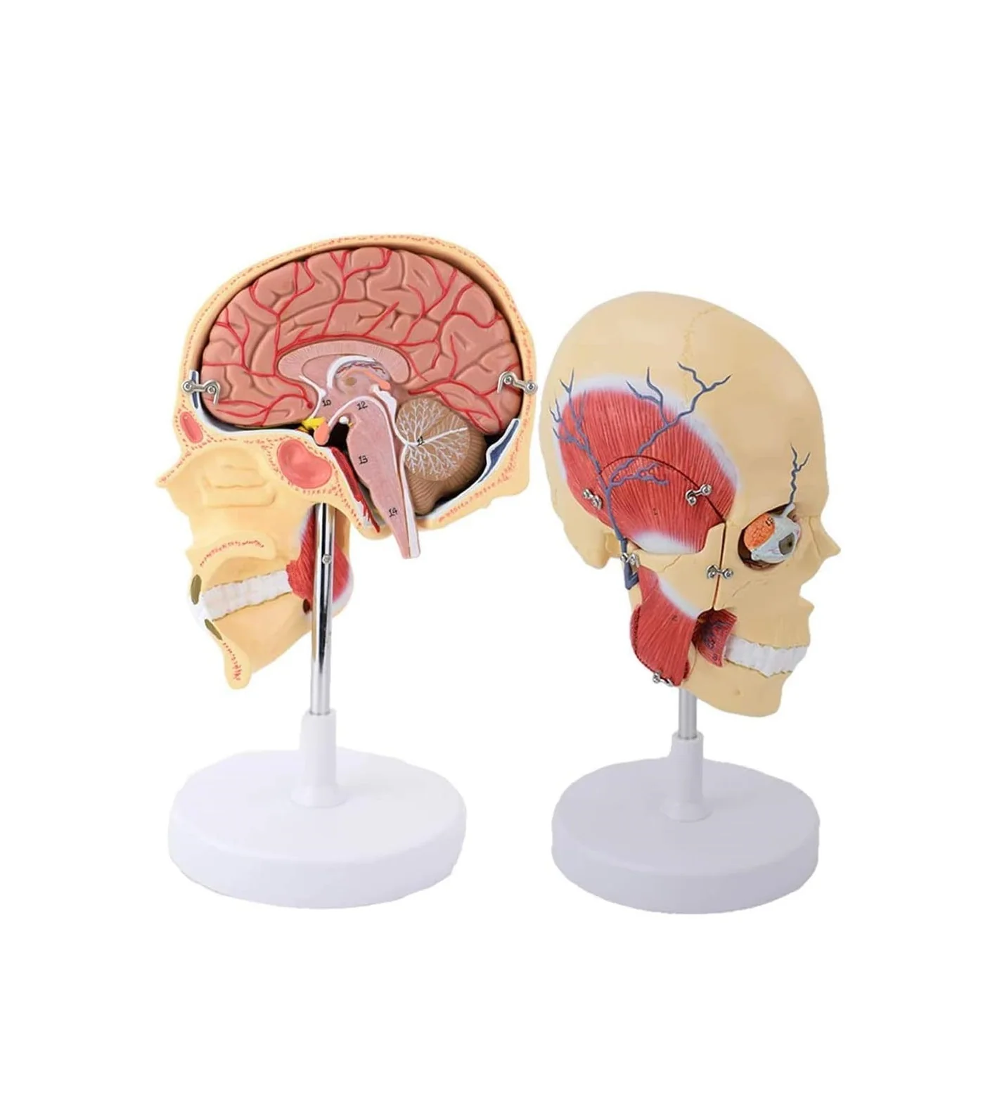 Modelo de Cabeza con músculos masticatorios y cerebro corte sagital