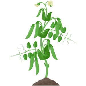 Kit Laboratorio Pea de Mendel